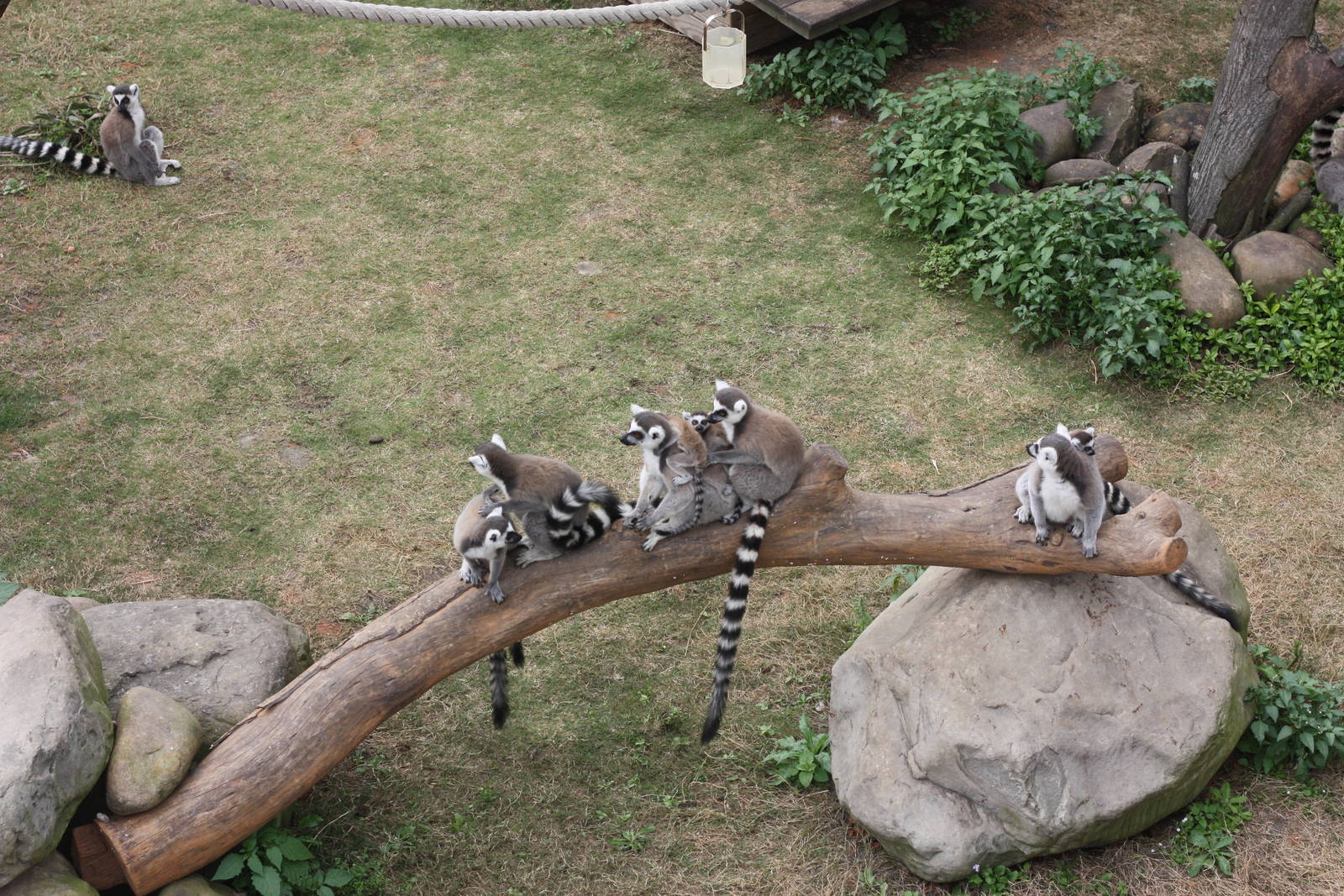 Ring-Tailed Lemurs