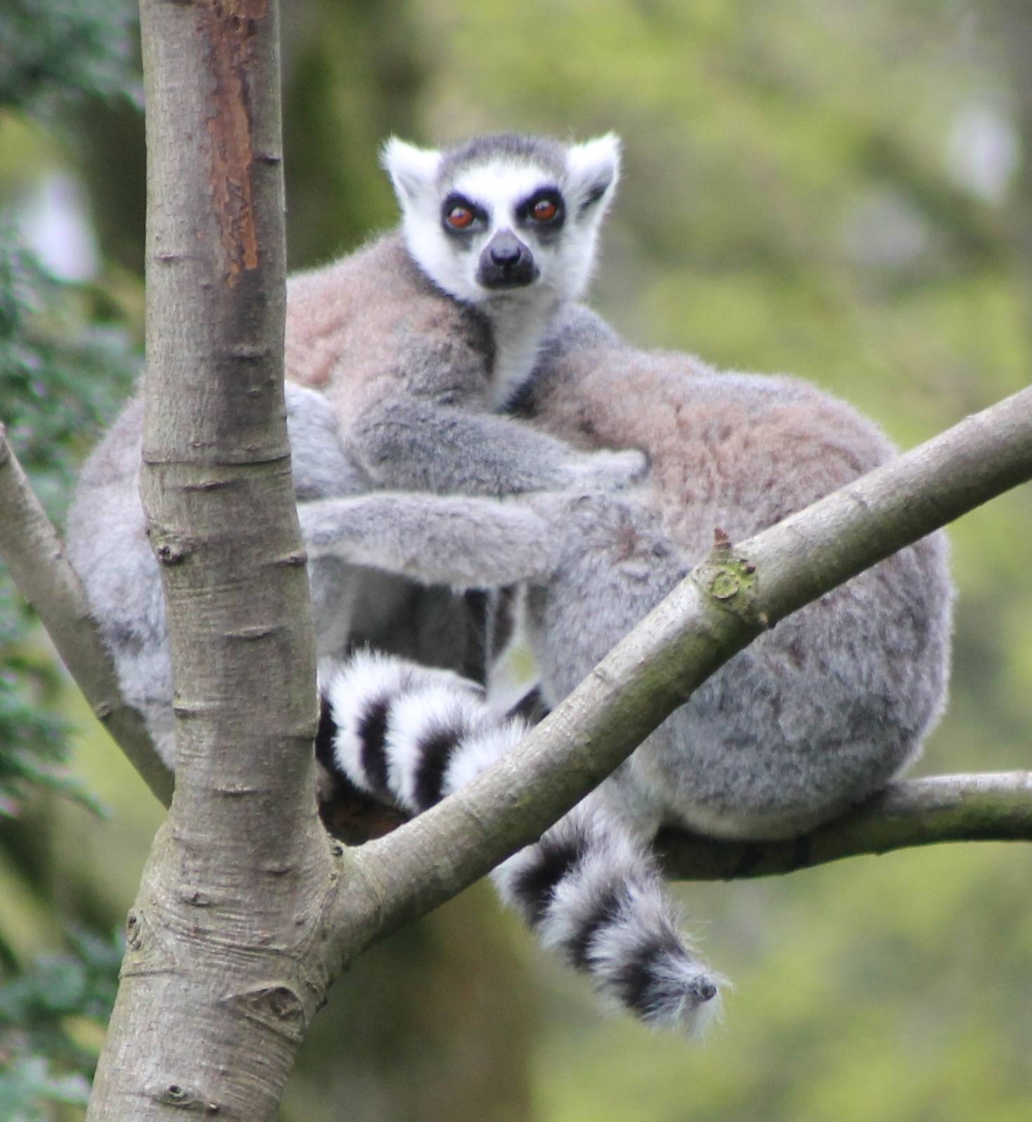 Ring-tailed lemurs