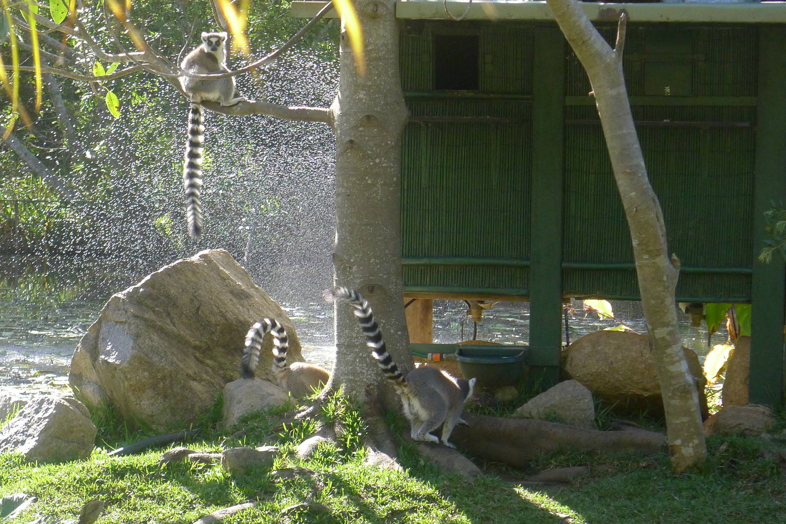 Ring Tailed Lemurs
