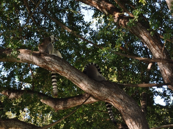 Ring-tailed Lemurs