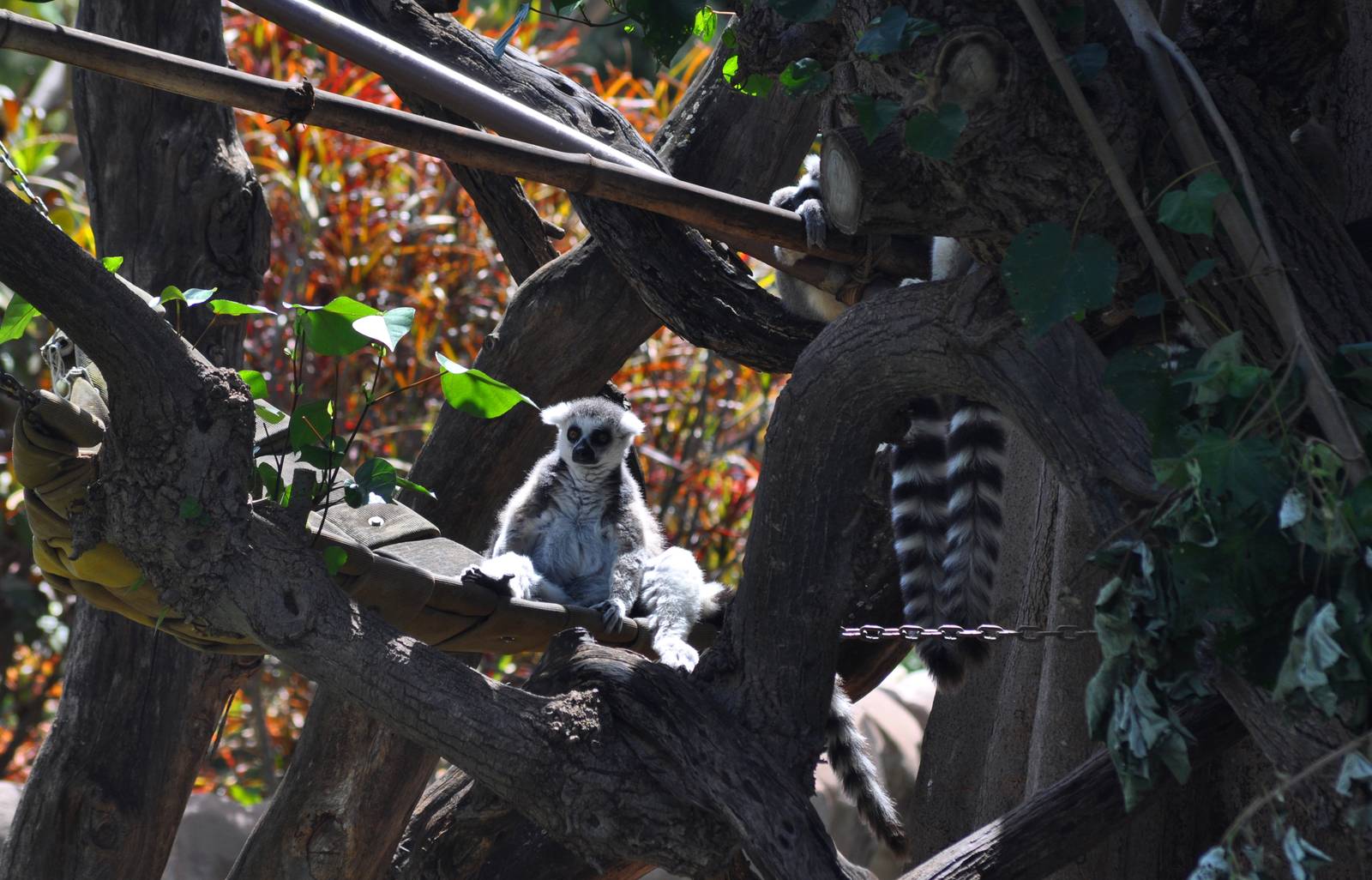 Ring-tailed Lemurs