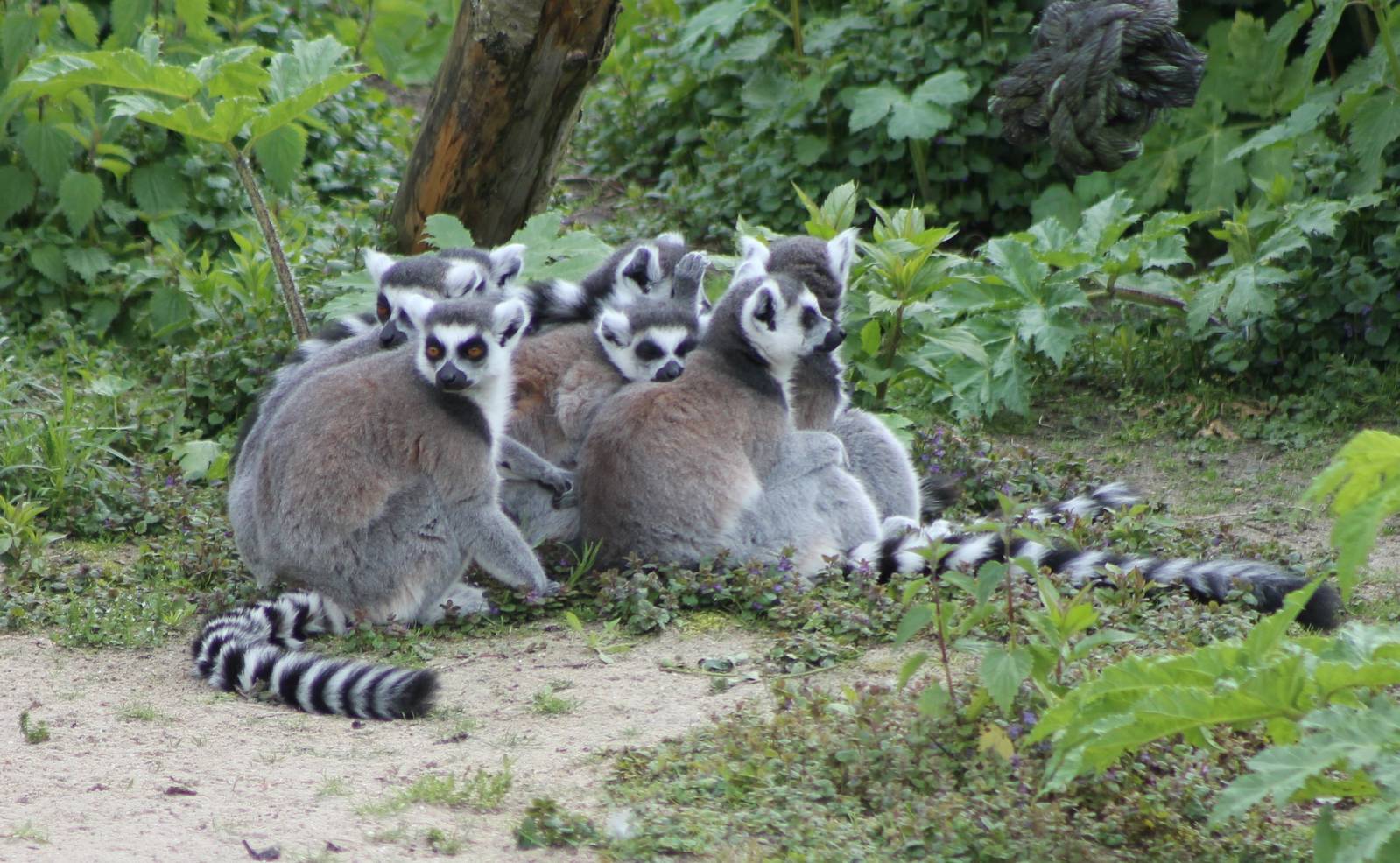 Ring-tailed lemurs