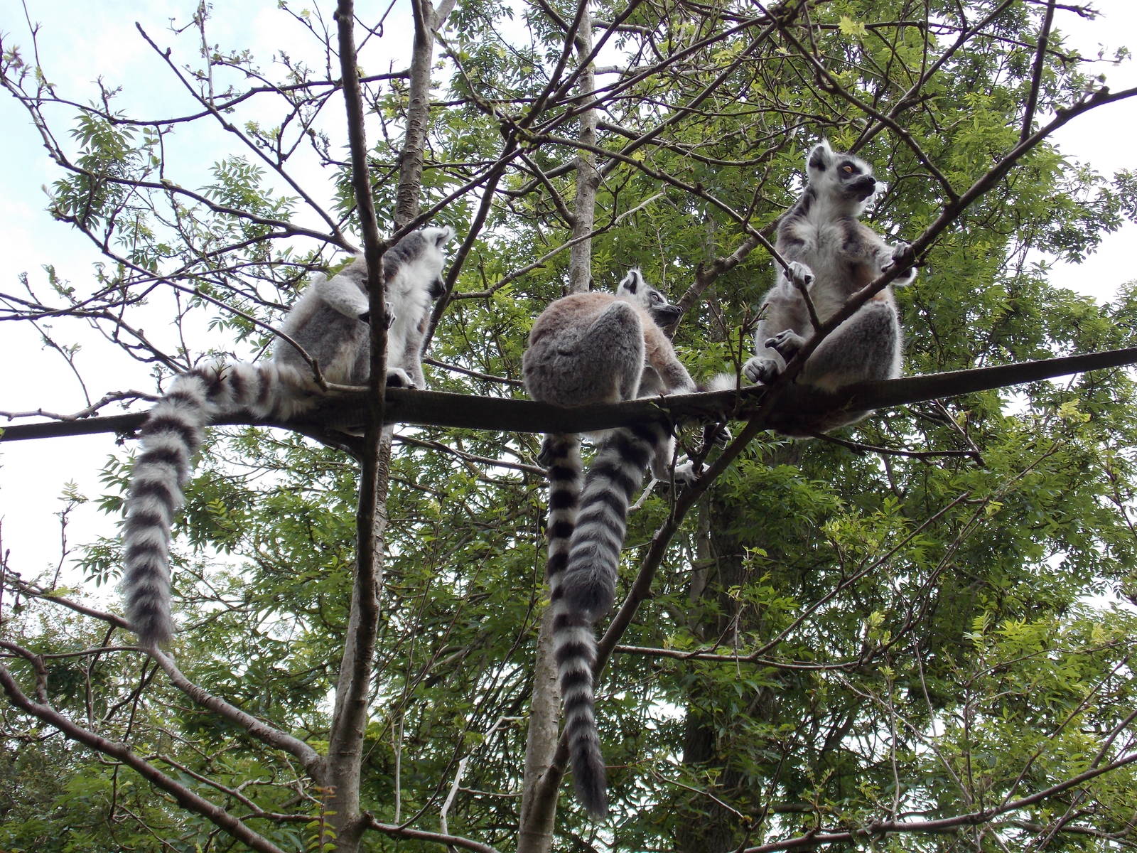 Ring-tailed lemurs