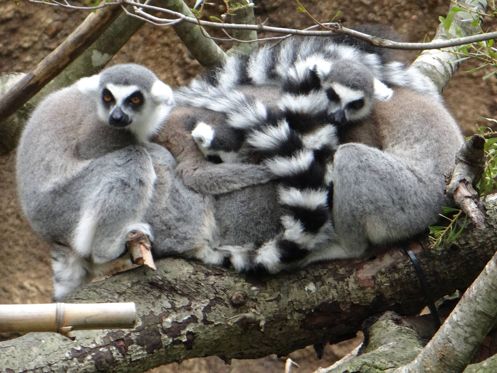 Ring-tailed lemurs