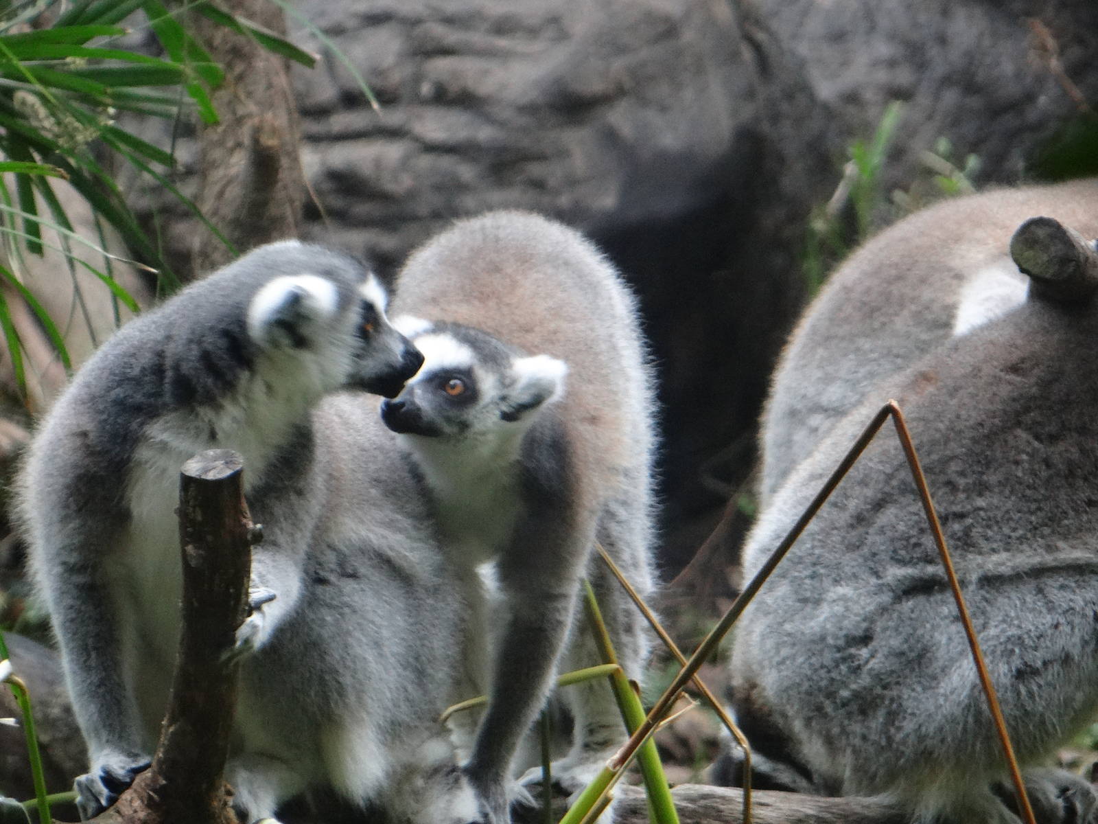 Ring-tailed lemurs