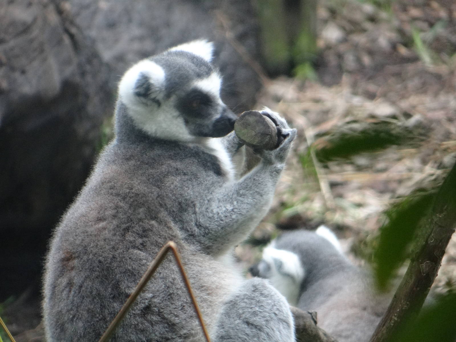 Ring-tailed lemurs