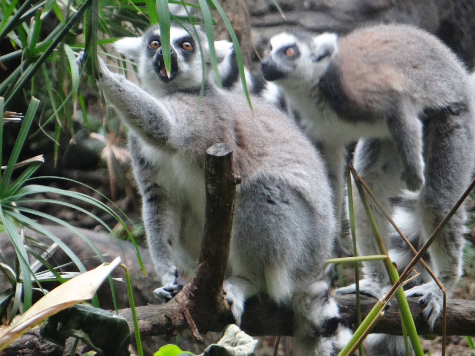 Ring-tailed lemurs