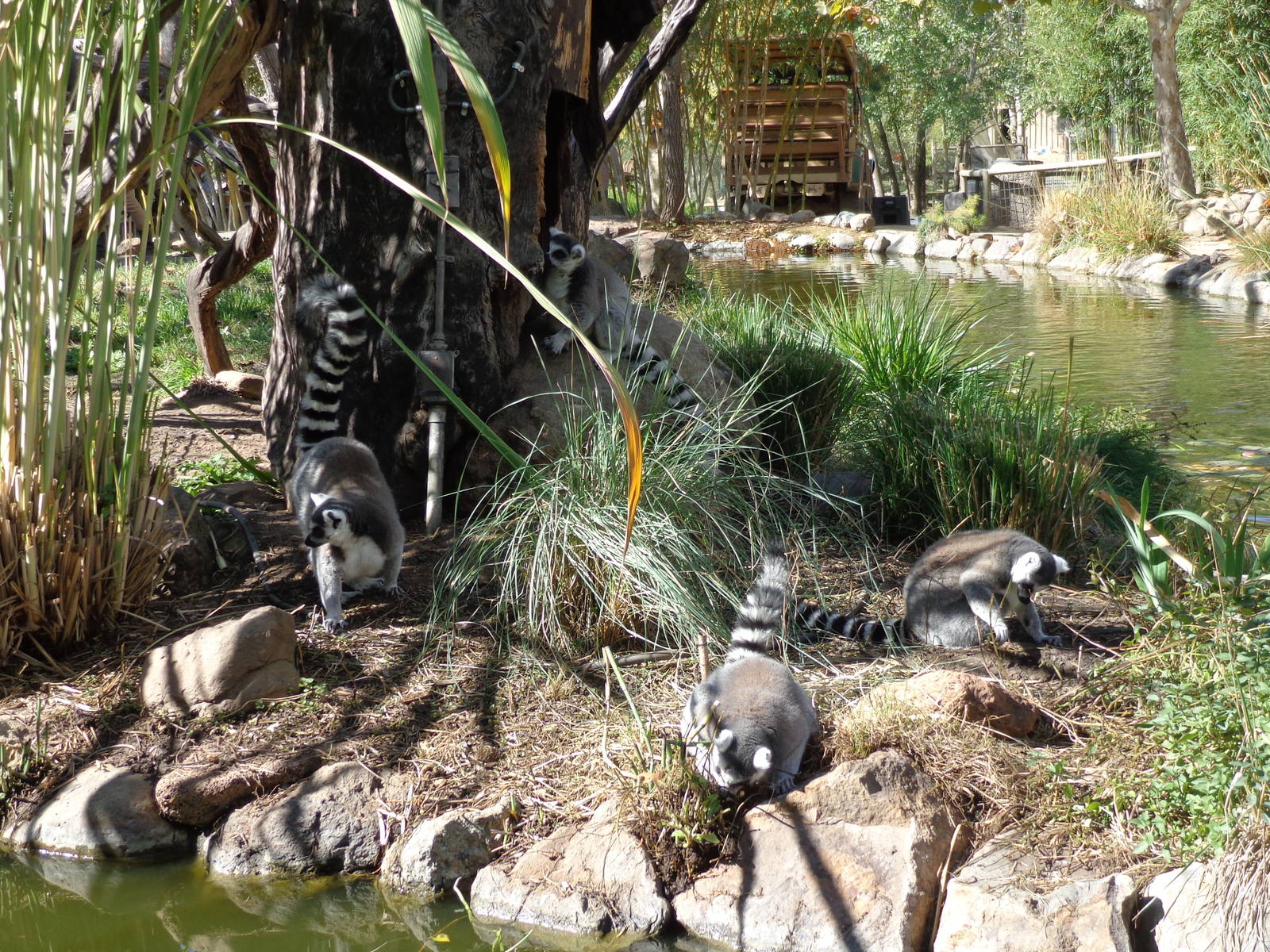 Ring Tailed Lemurs