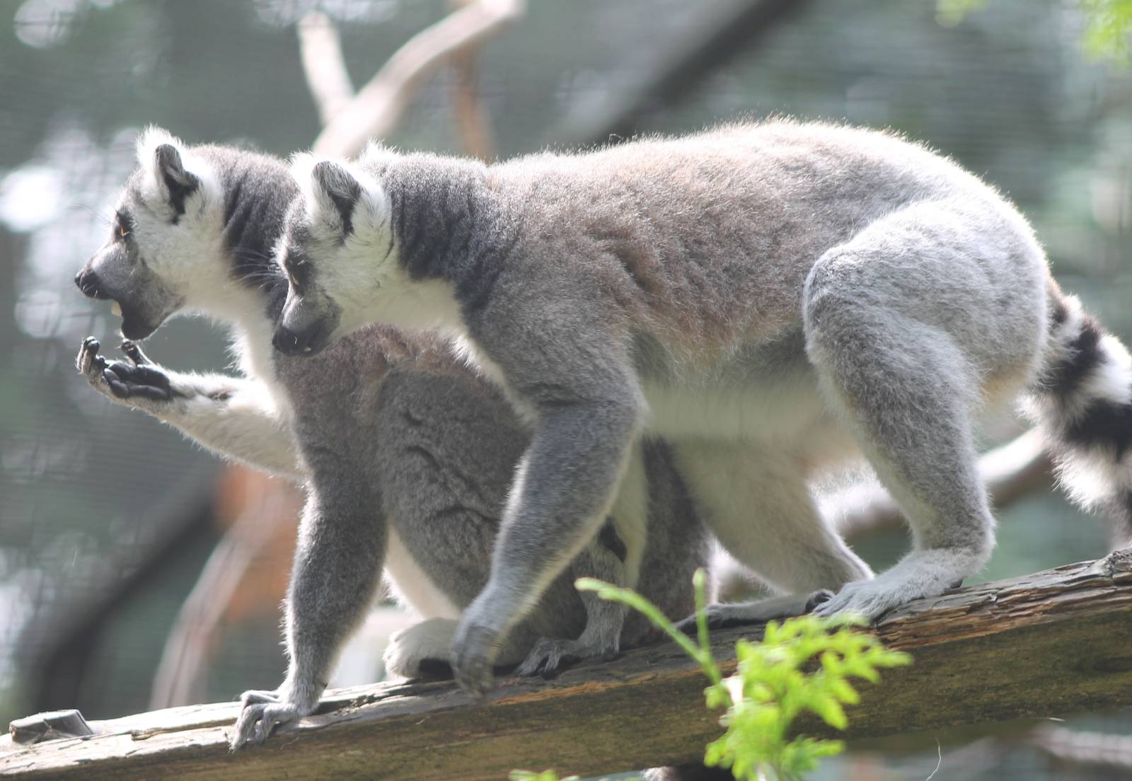 Ring-tailed lemurs