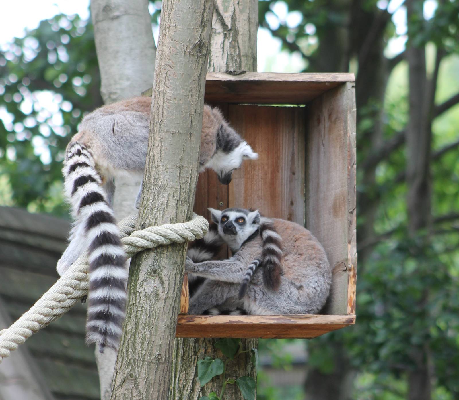 Ring-tailed lemurs