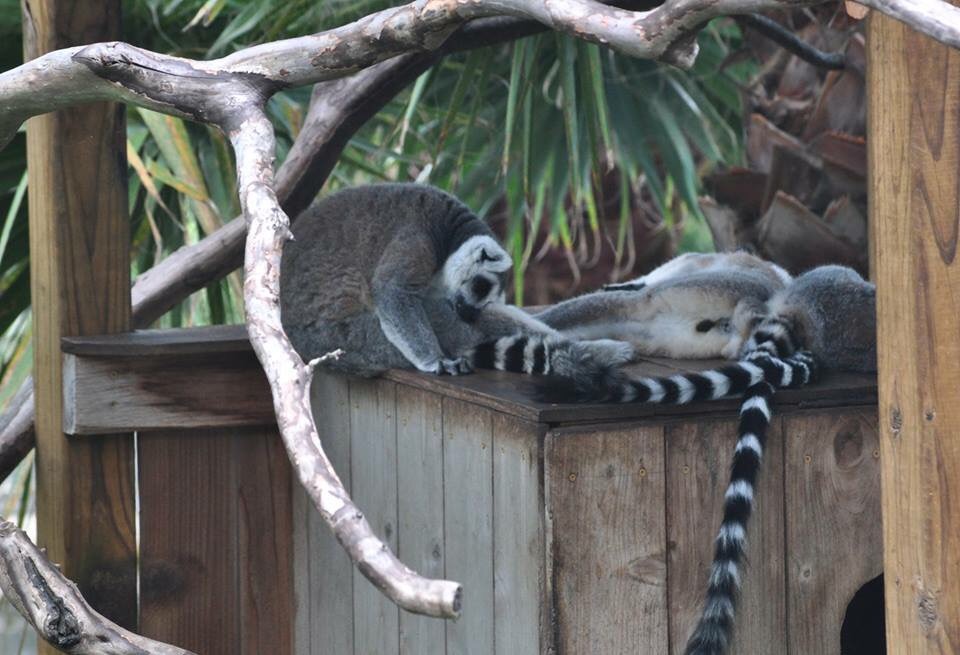 Ring-tailed Lemurs