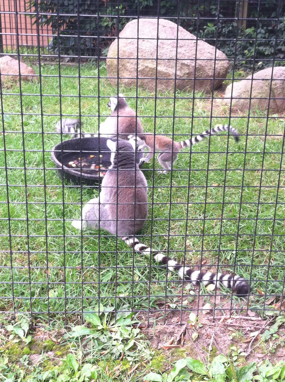 Ring-Tailed Lemurs