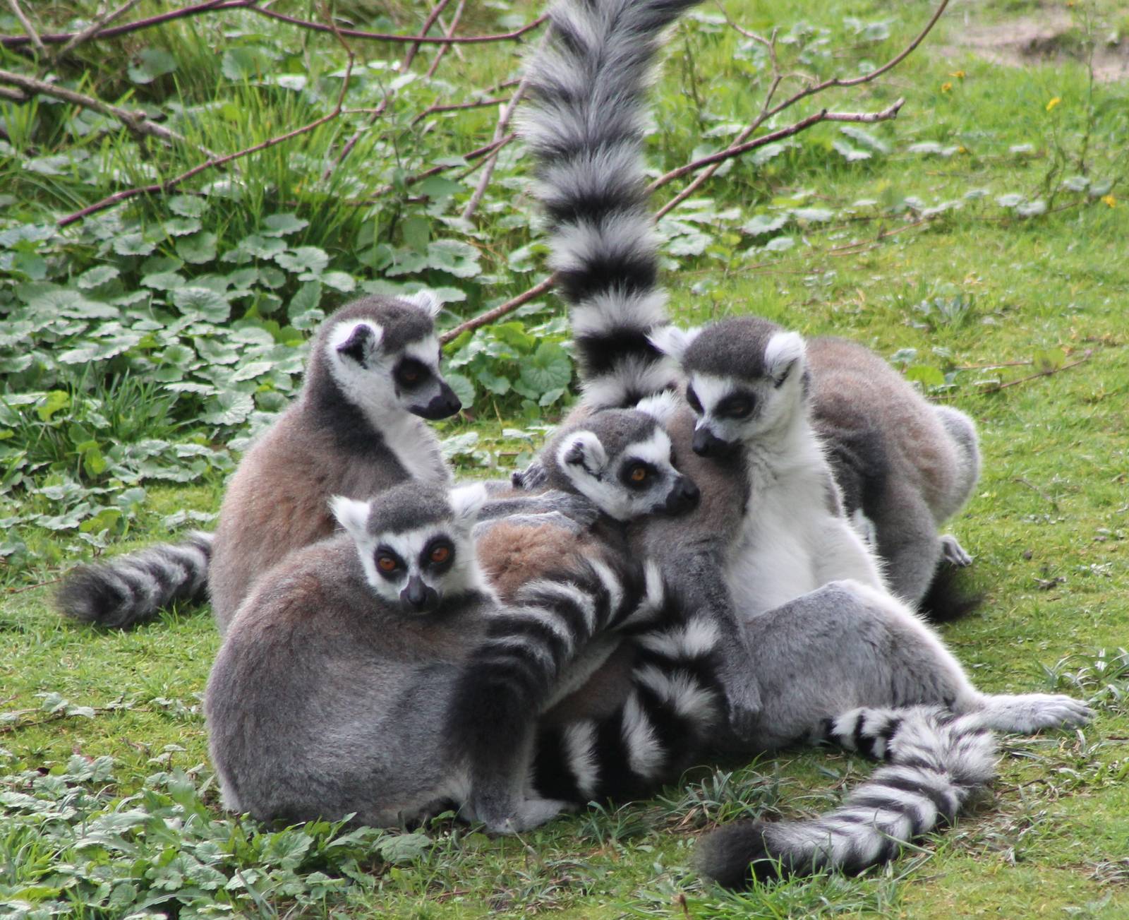 Ring-tailed lemurs