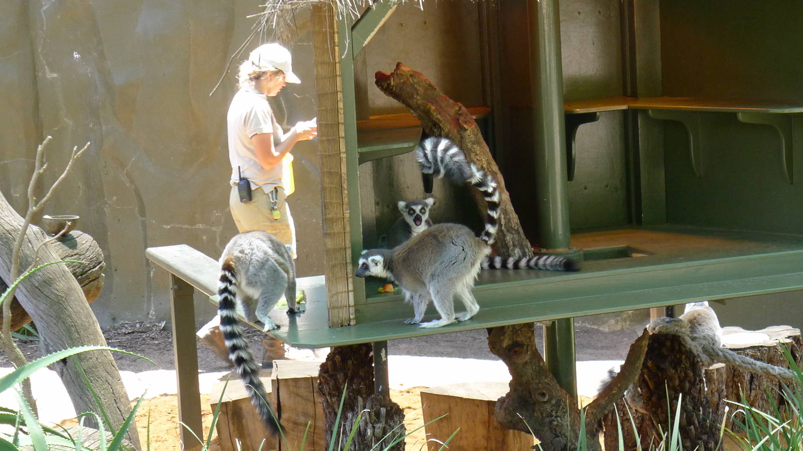 Ring Tailed Lemurs