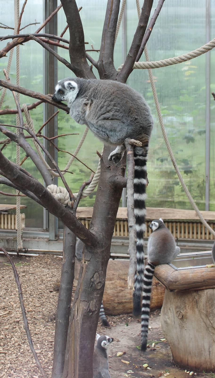 Ring-tailed lemurs