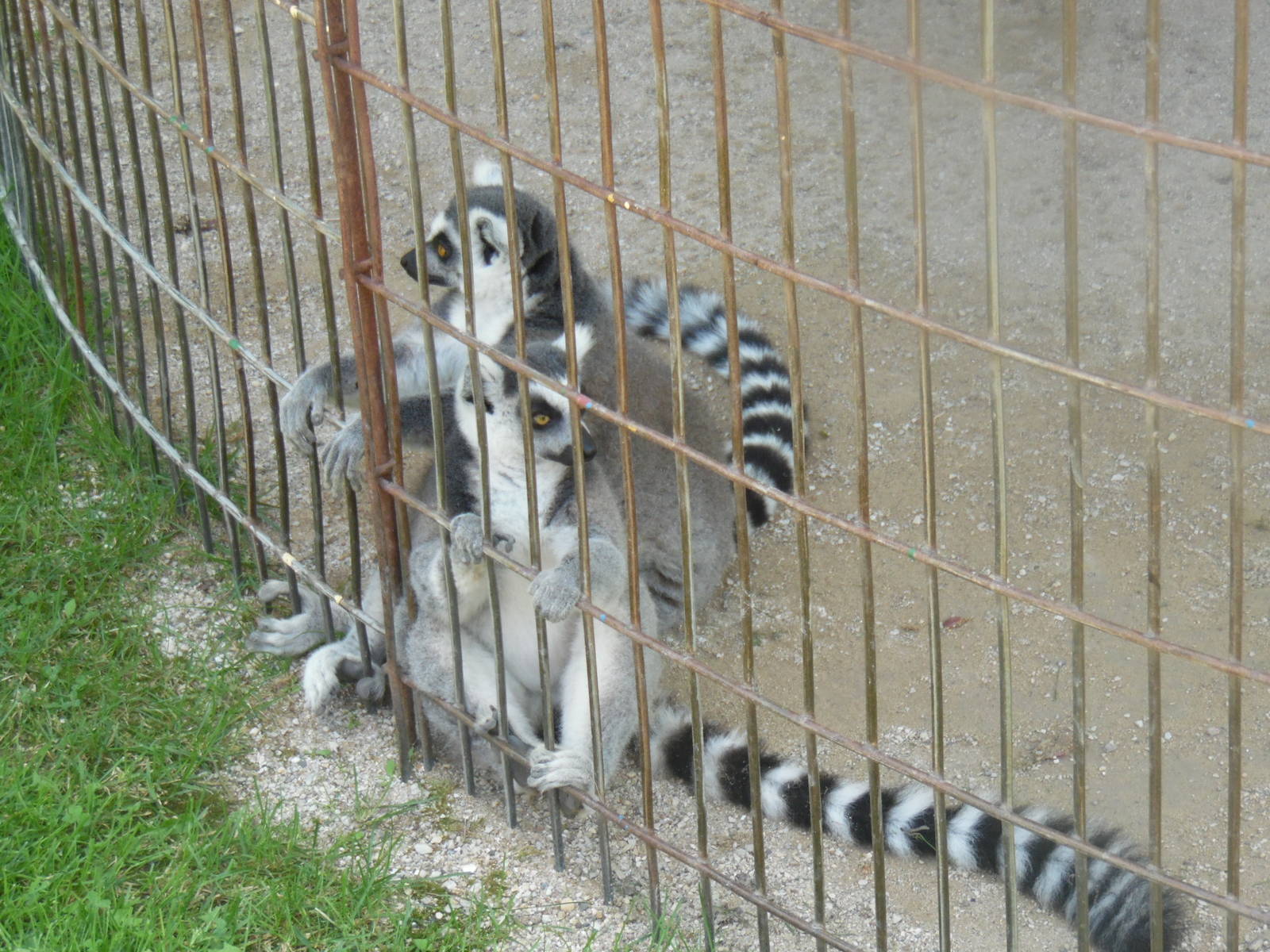 Ring-tailed Lemurs