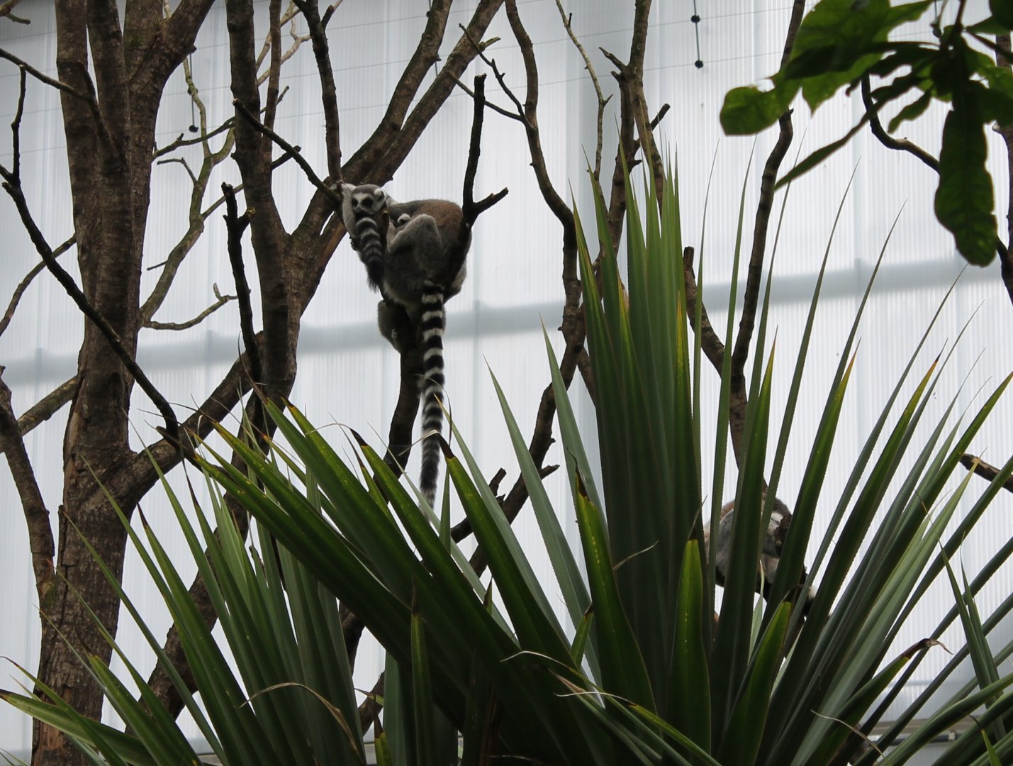 Ring-tailed lemurs