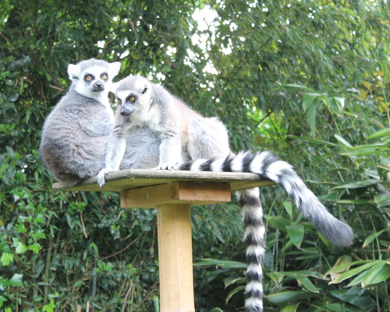 Ring-tailed lemurs