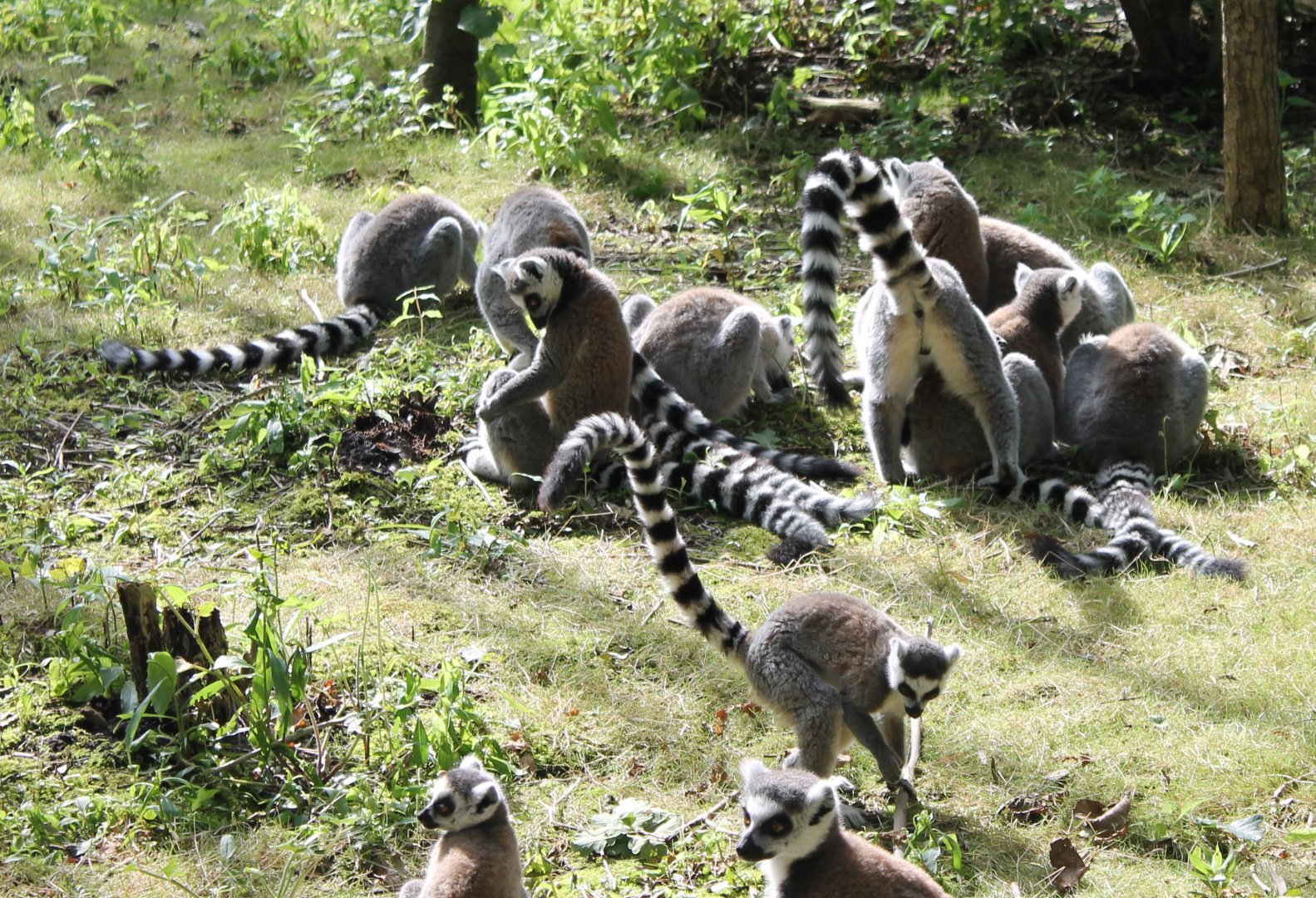 Ring-tailed lemurs