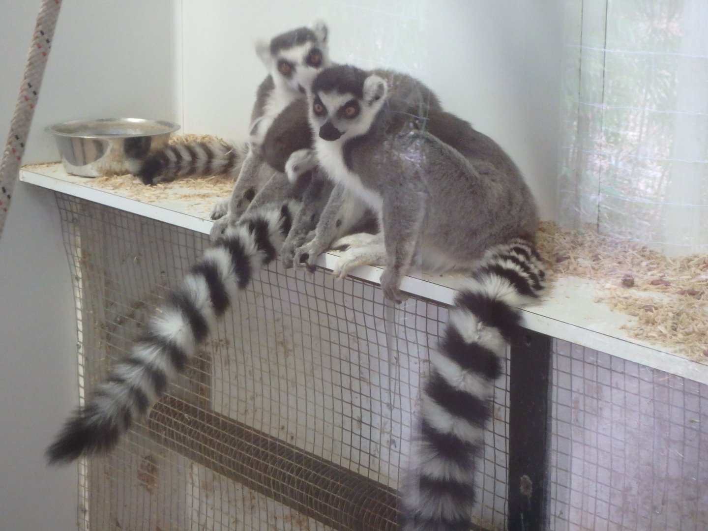 Ring-tailed lemurs