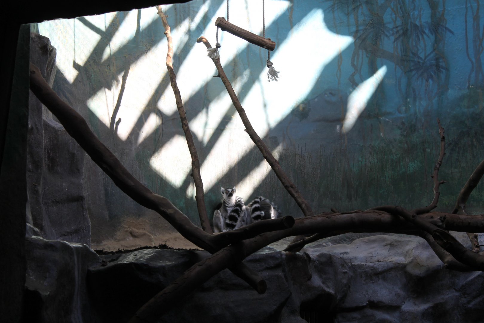 Ring-tailed lemurs