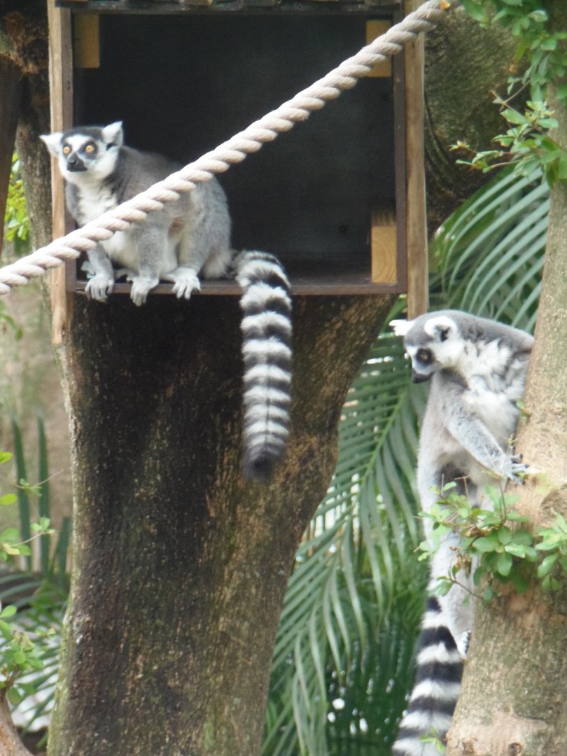Ring-Tailed Lemurs