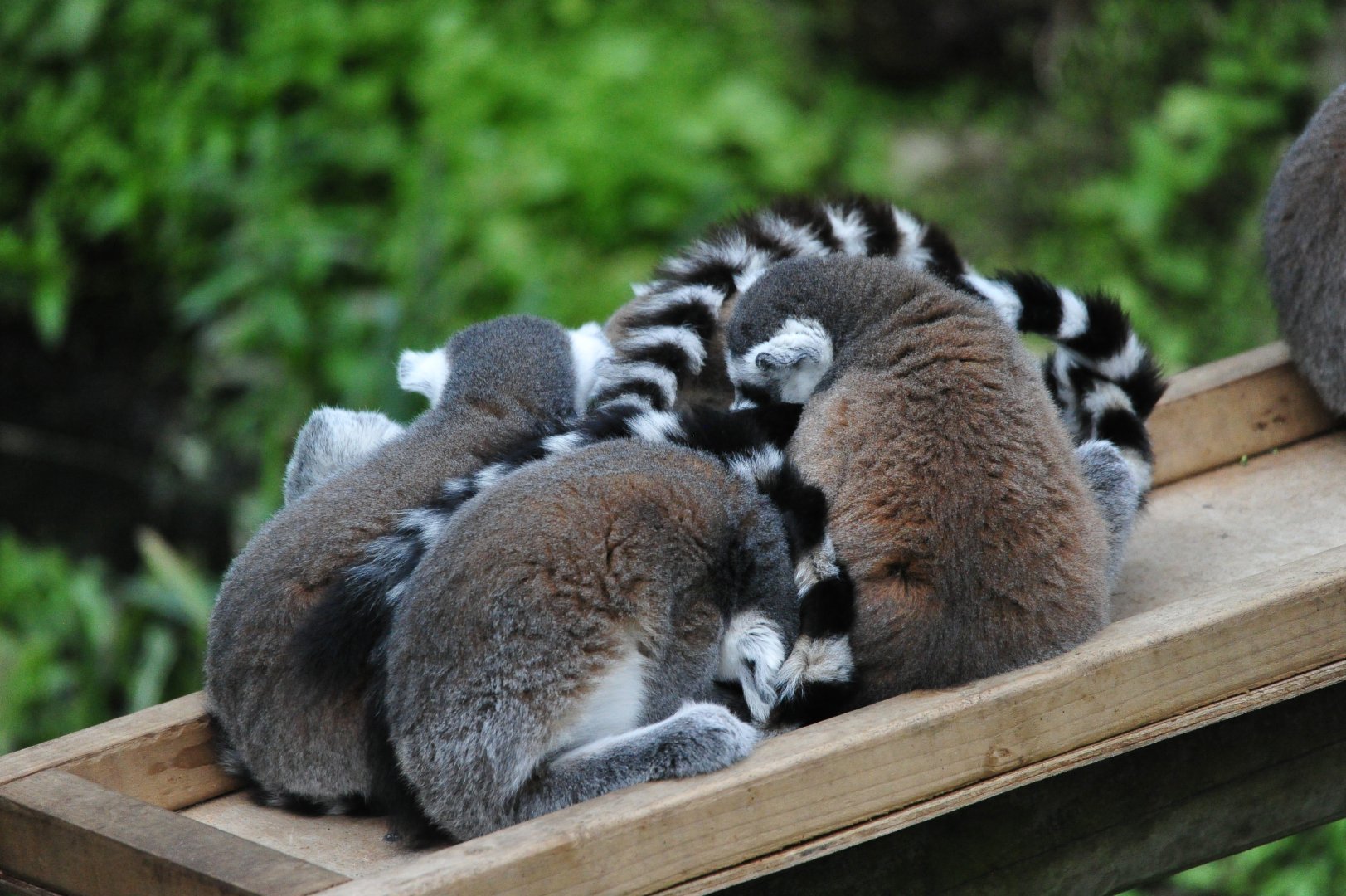 Ring Tailed Lemurs