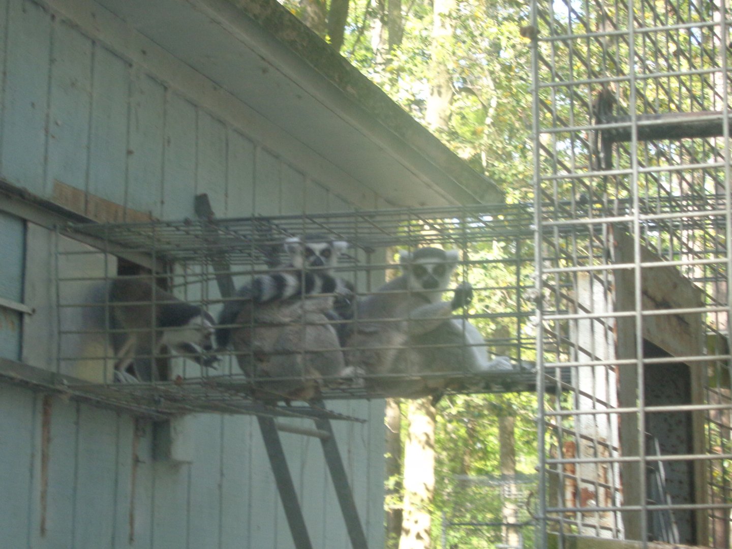 Ring-tailed lemurs