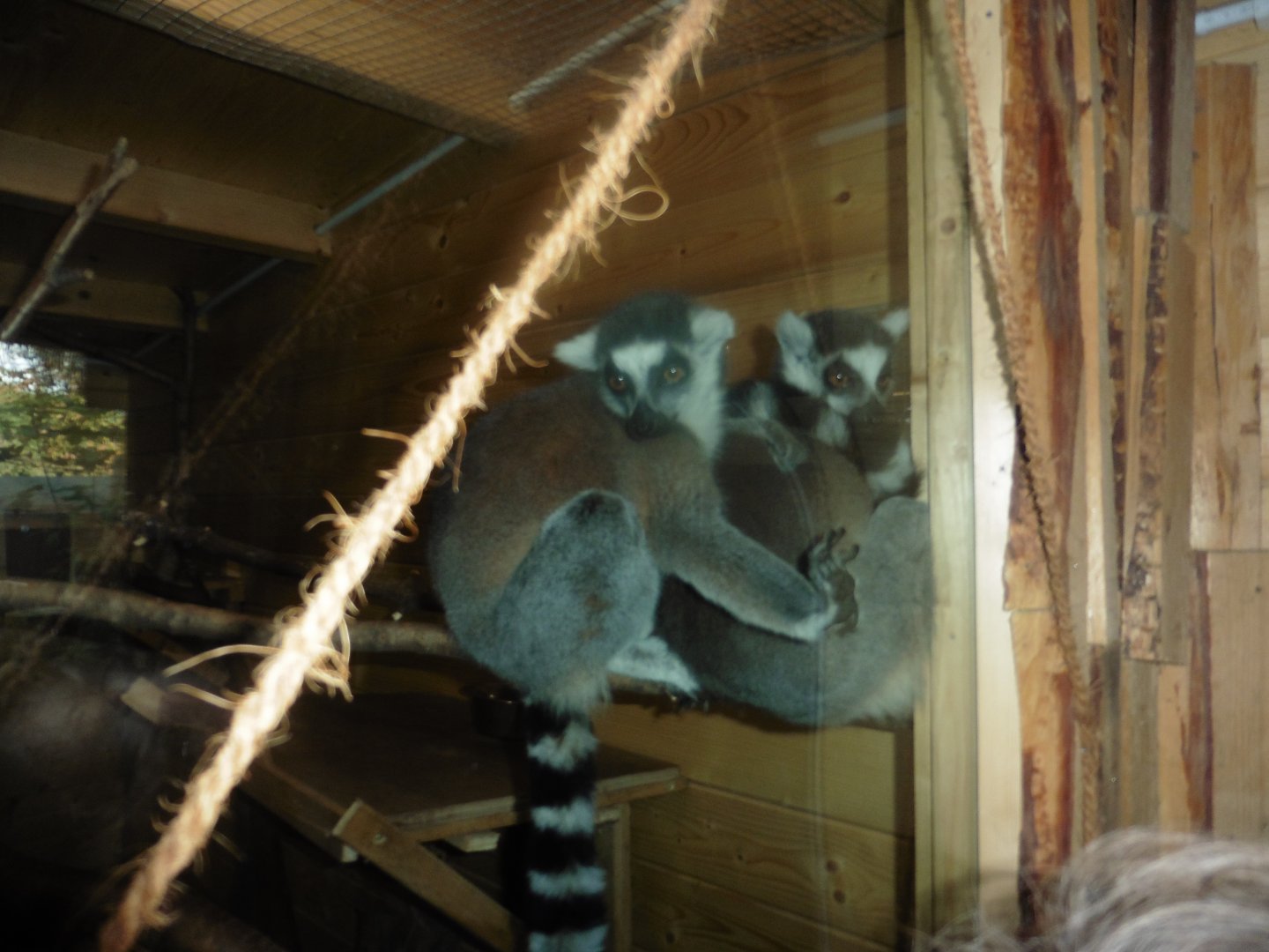 Ring-tailed Lemurs