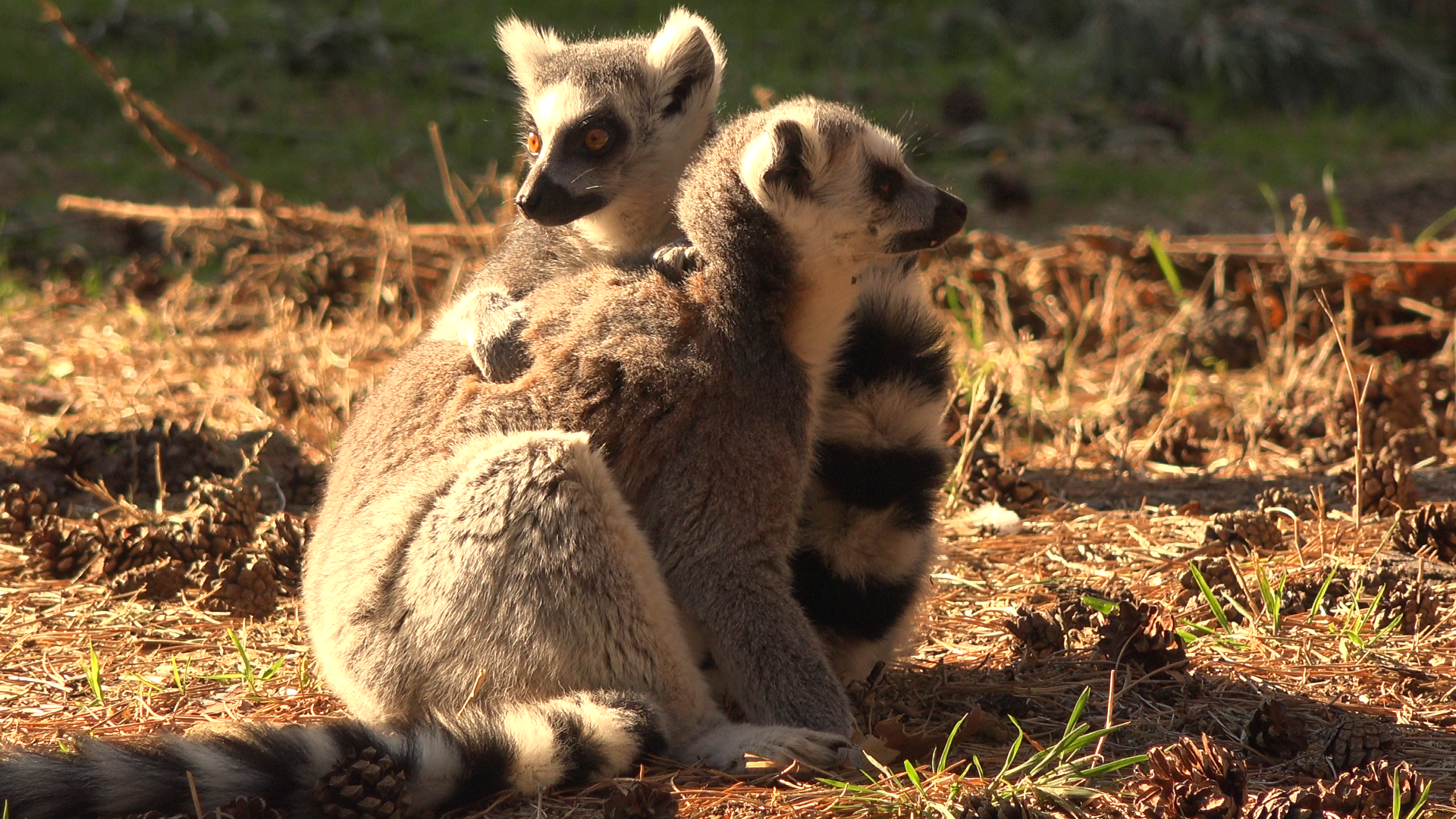 Ring tailed Lemurs
