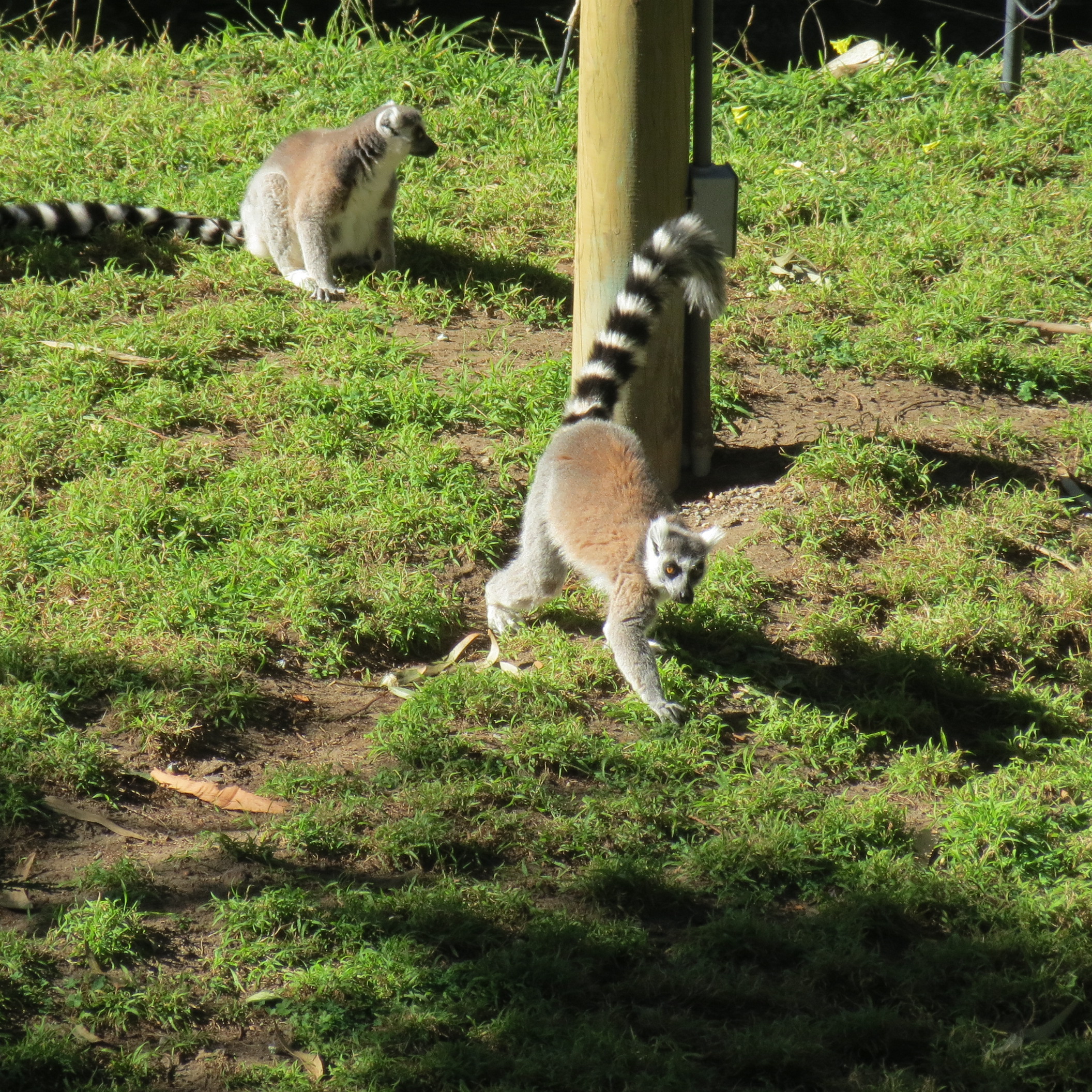 Ring Tailed Lemurs