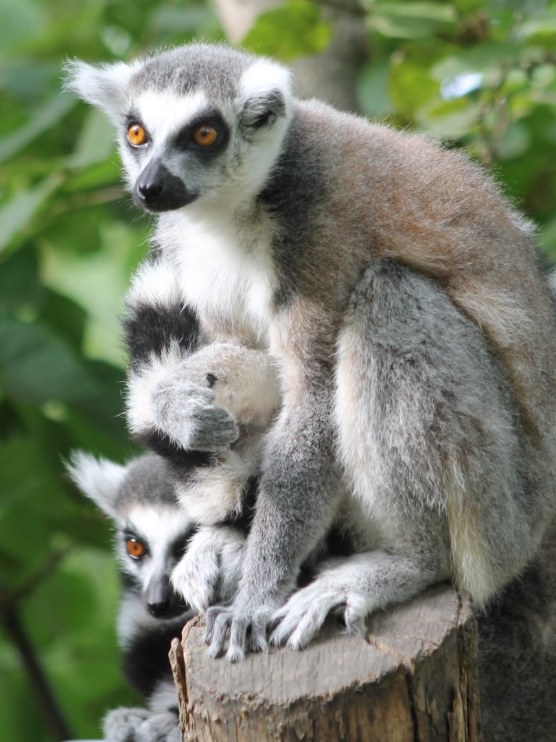 Ring-tailed lemurs