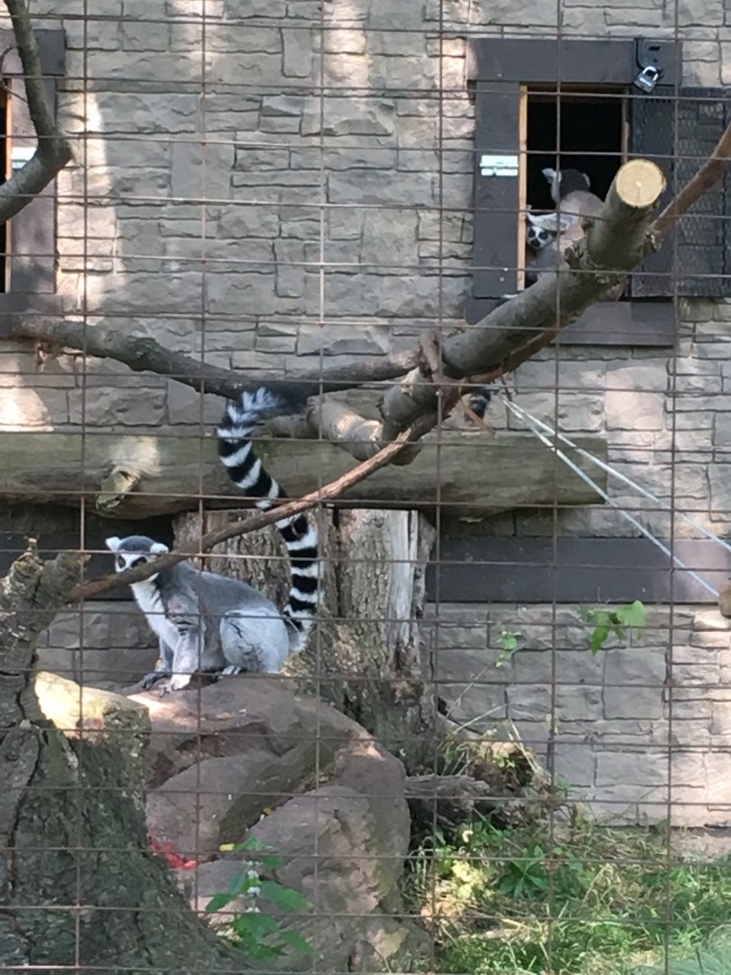 Ring-Tailed Lemurs
