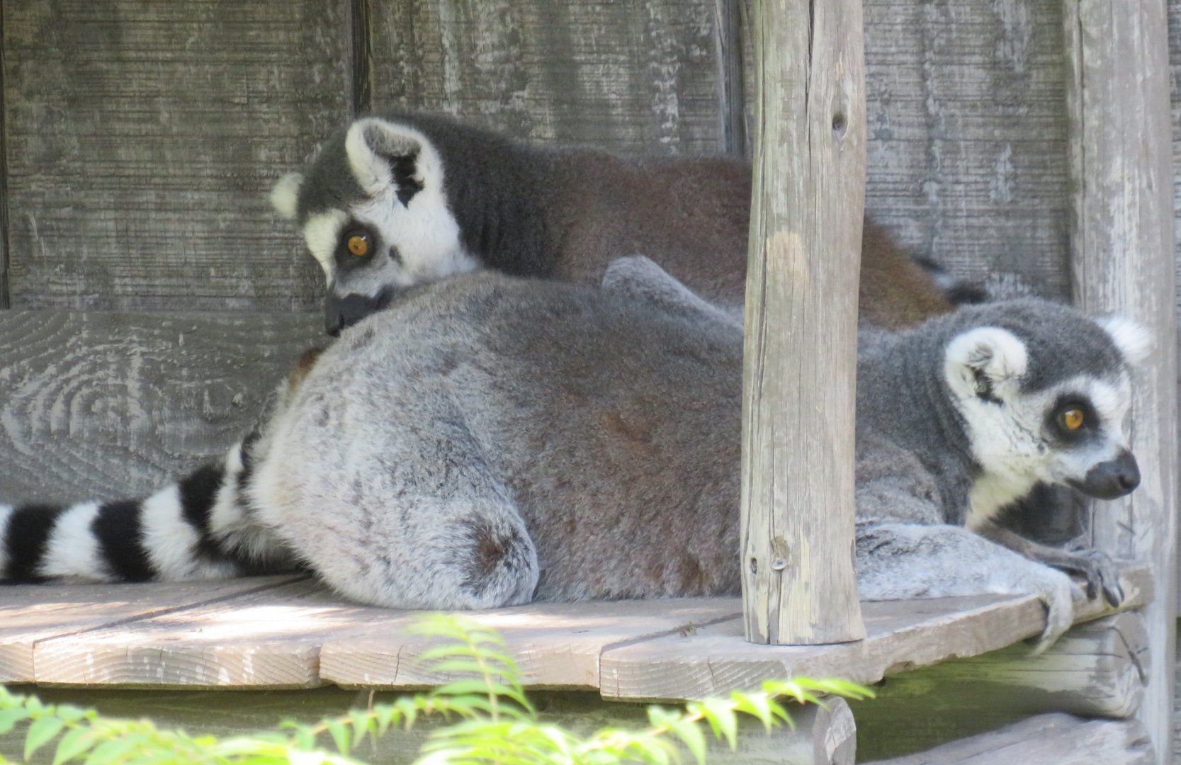 Ring-tailed lemurs