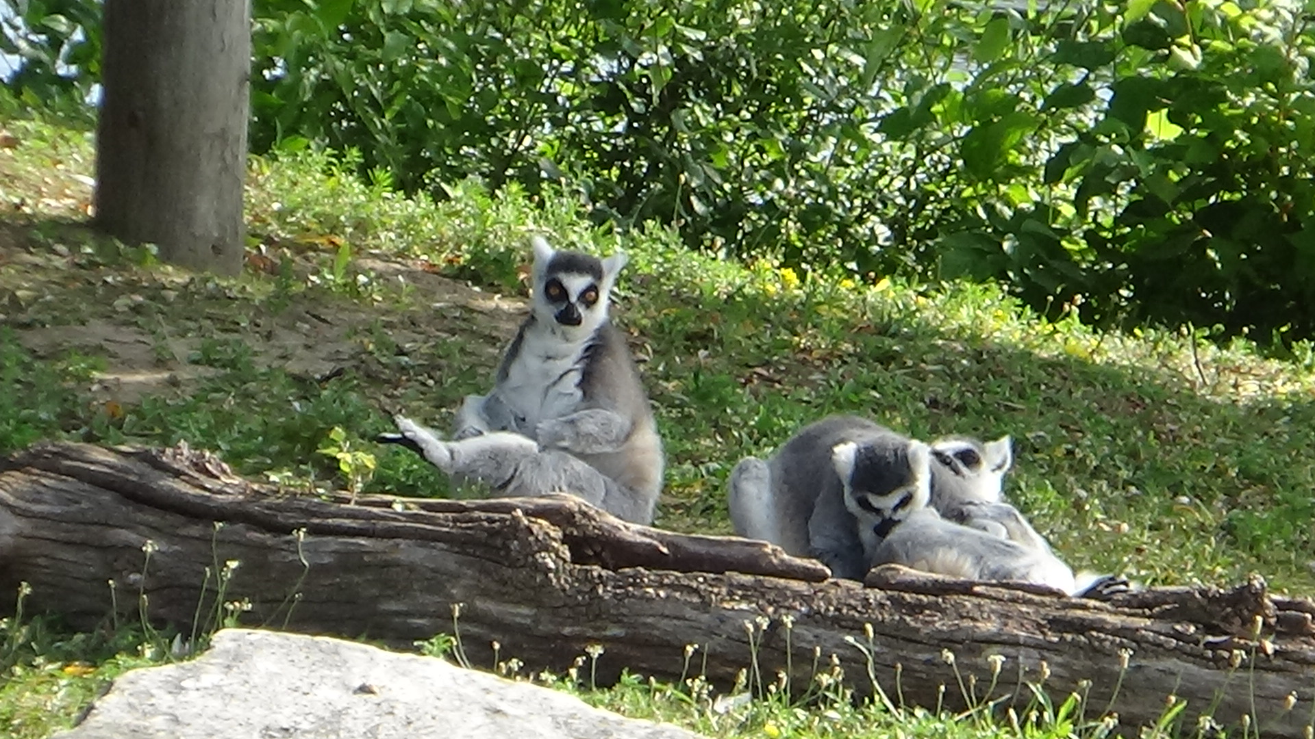 Ring-tailed lemurs