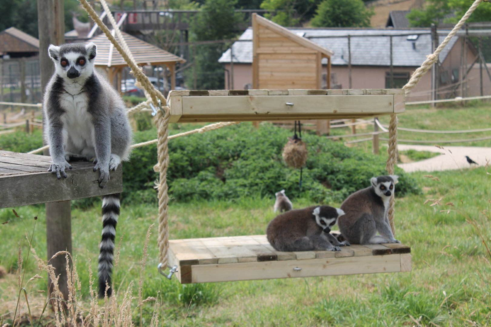 Ring-tailed lemurs