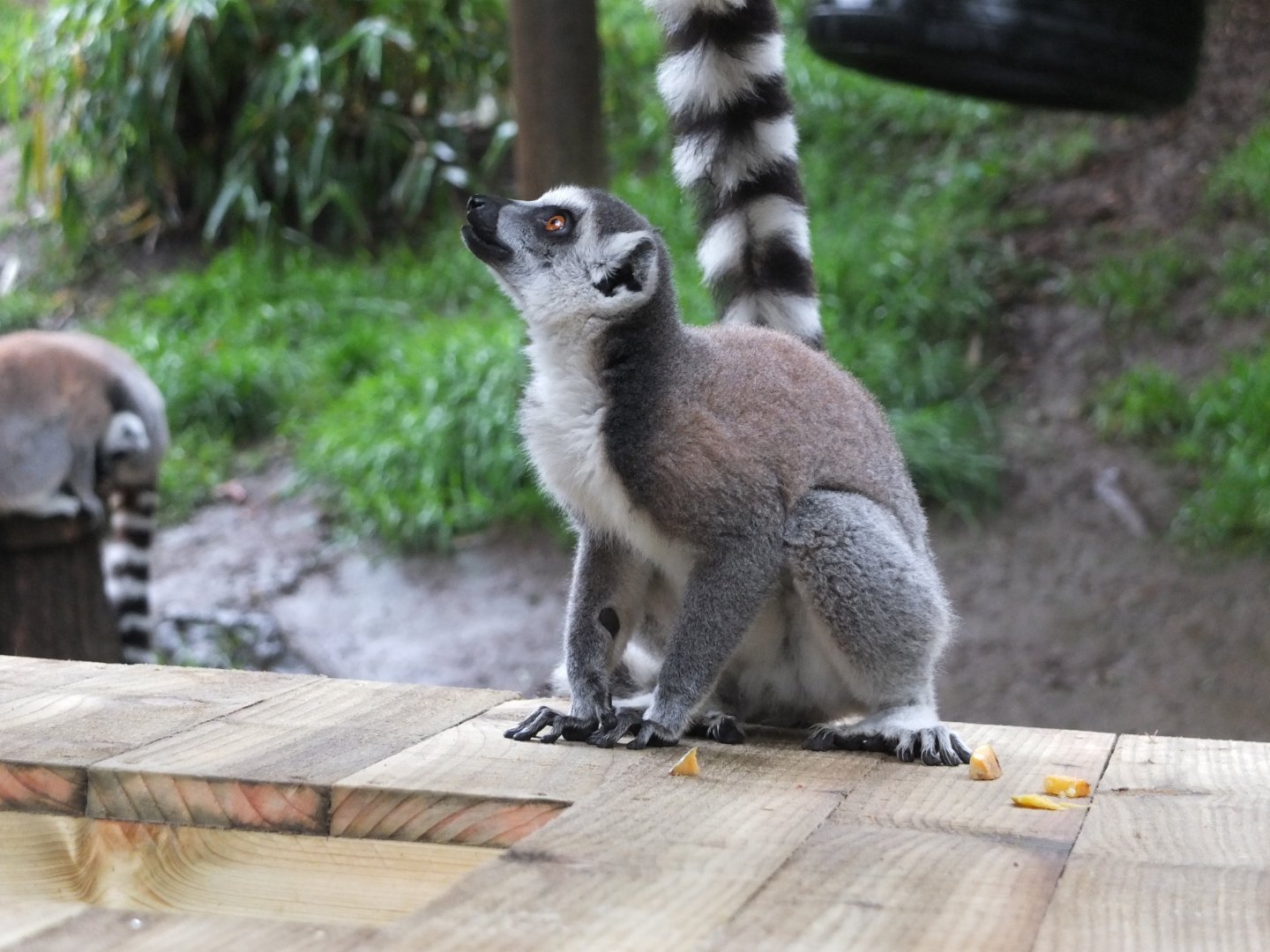Ring-tailed lemurs