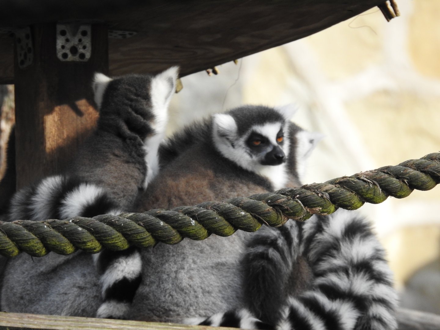 ring-tailed lemurs