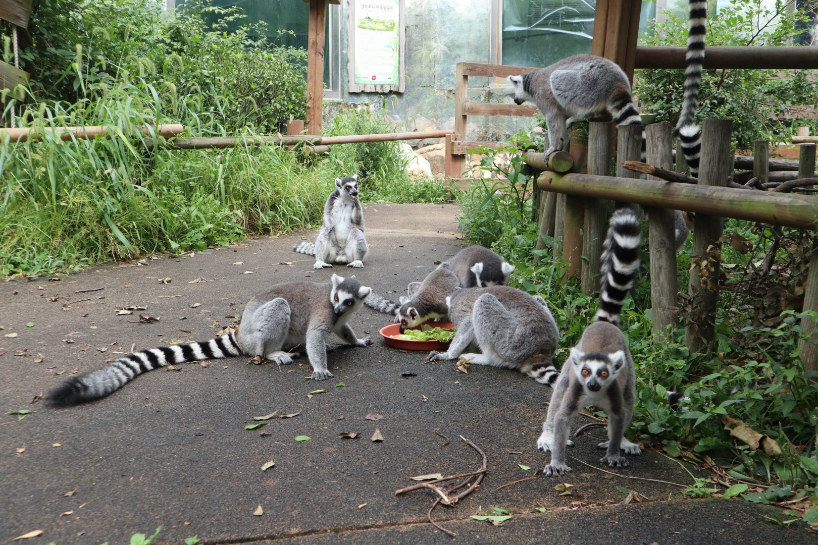 Ring-tailed Lemurs