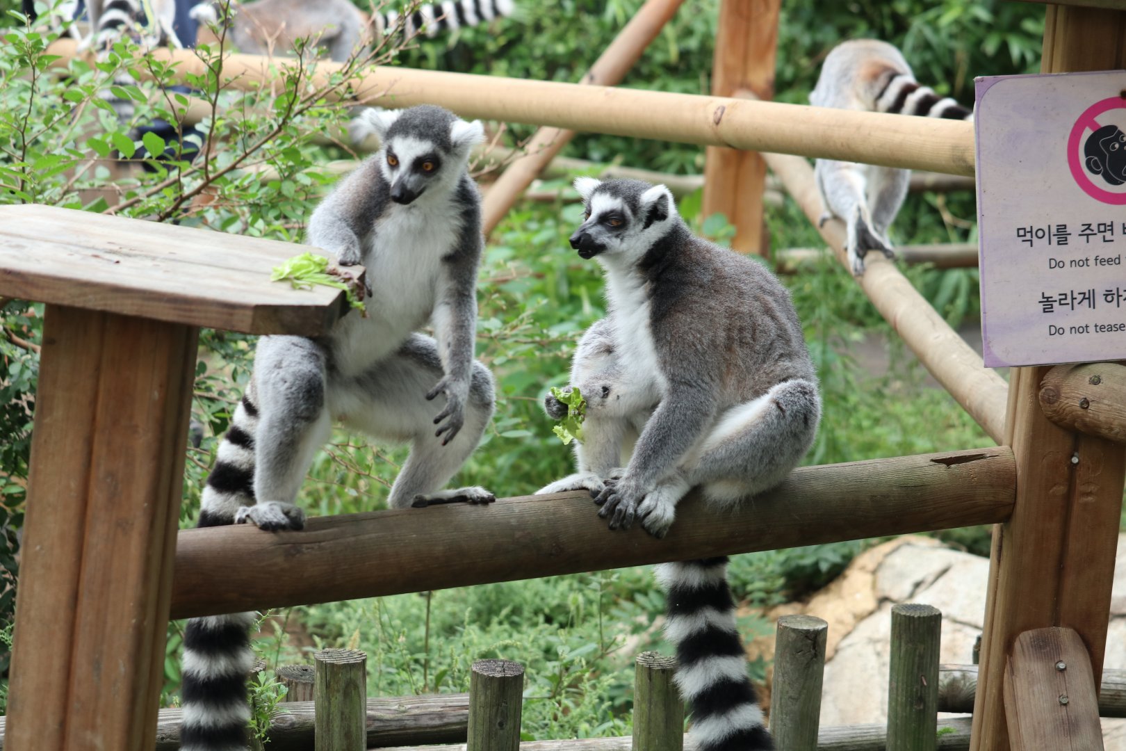 Ring-tailed Lemurs
