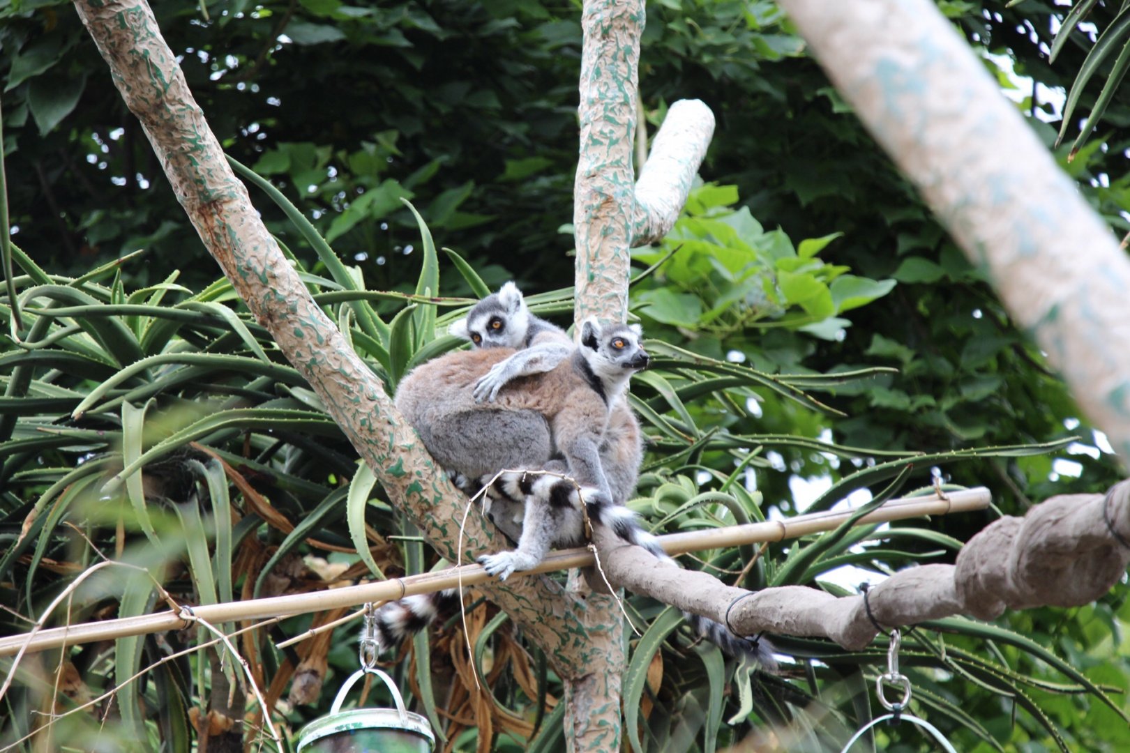 Ring Tailed Lemurs