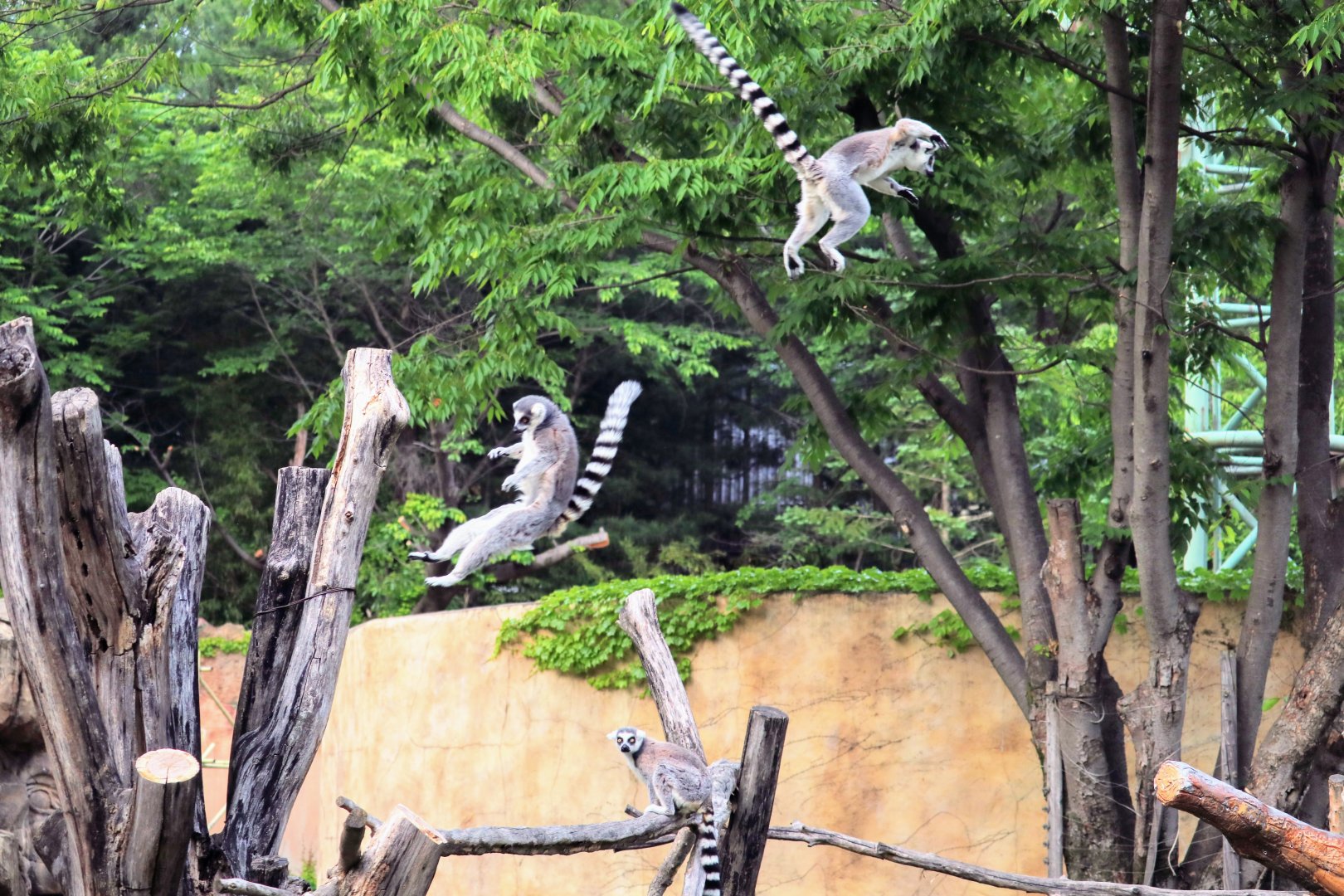 Ring-tailed Lemurs