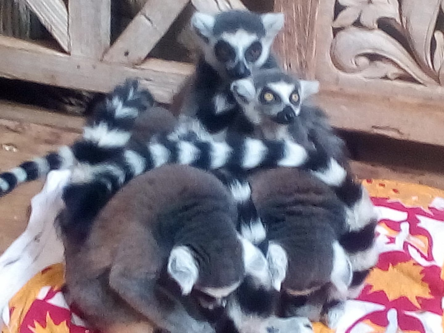 Ring Tailed lemurs