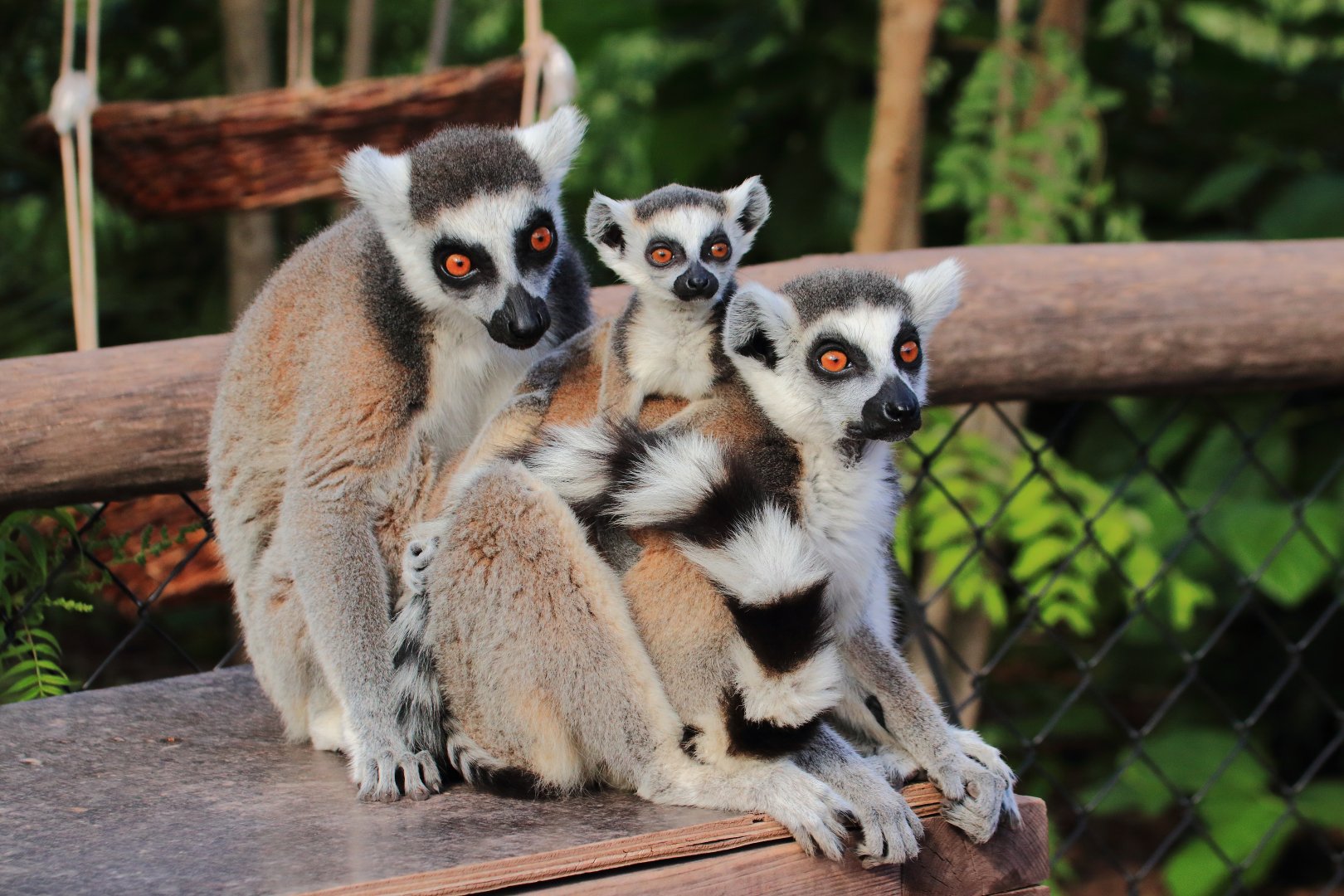 Ring-tailed lemurs