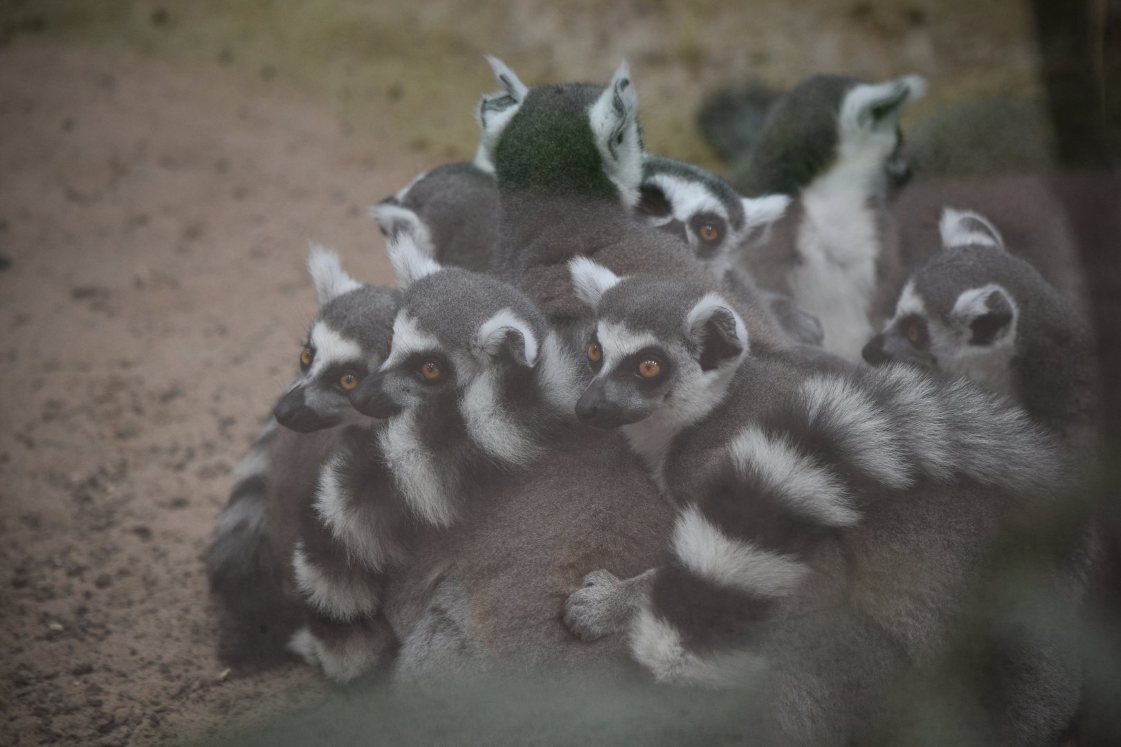 Ring-tailed Lemurs