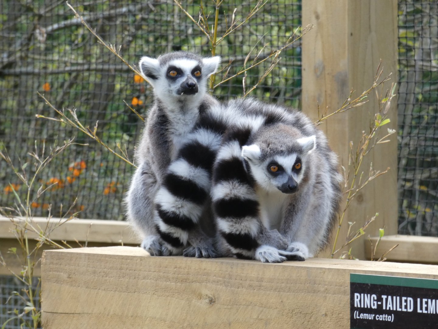 Ring-tailed lemurs