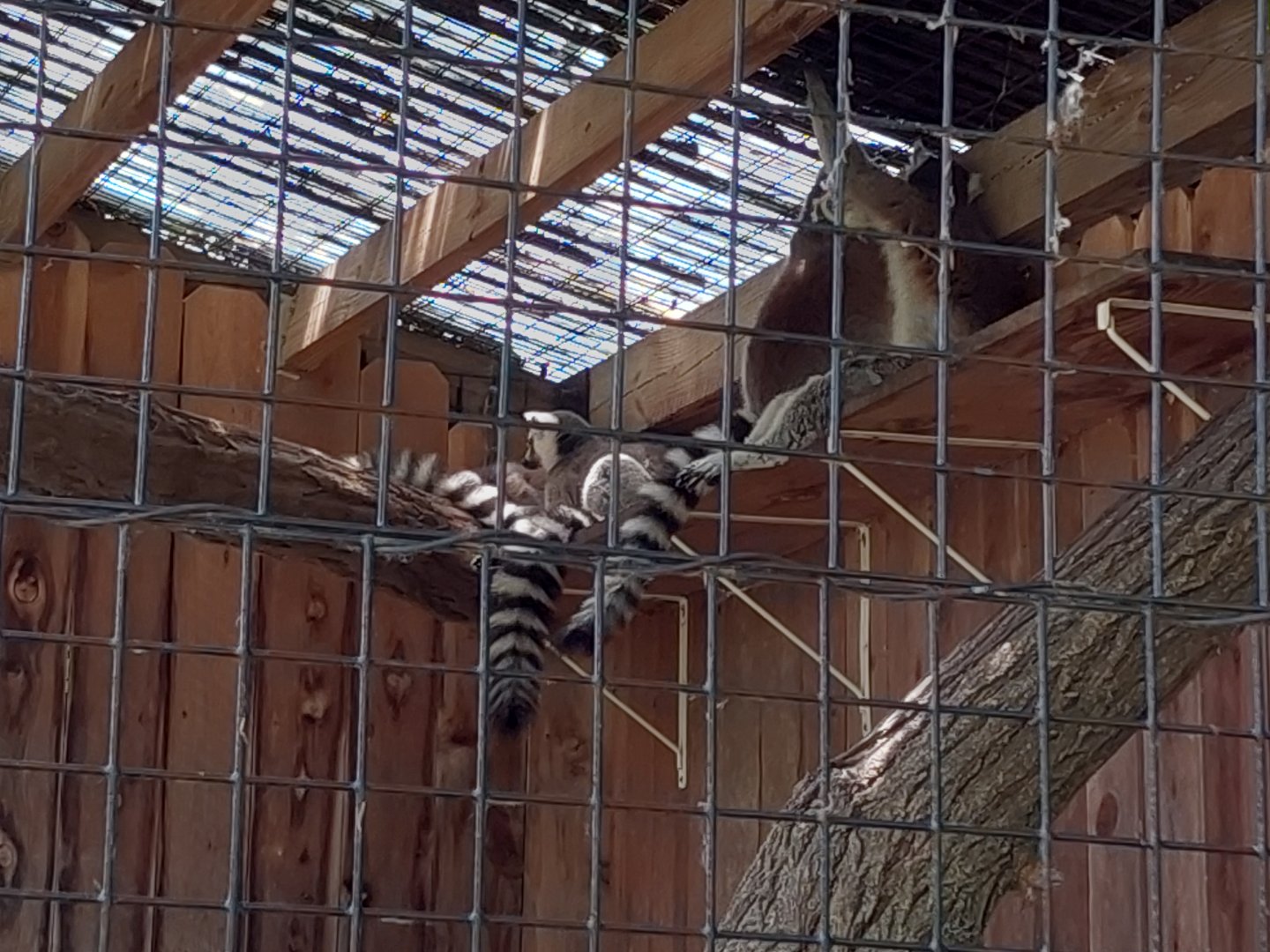 Ring Tailed Lemurs