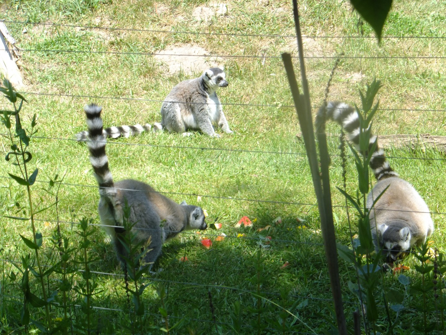 Ring-tailed lemurs