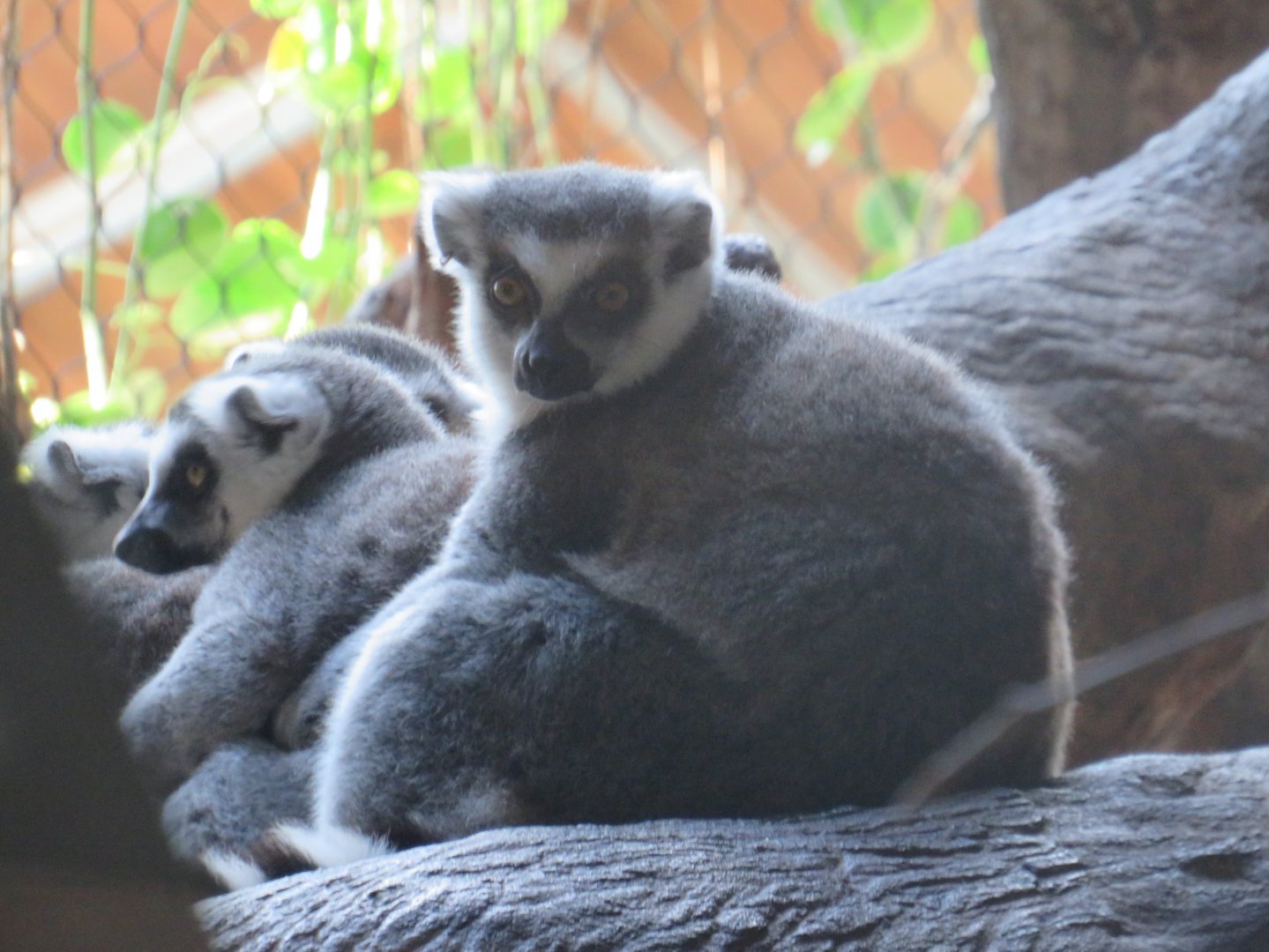 Ring-tailed lemurs
