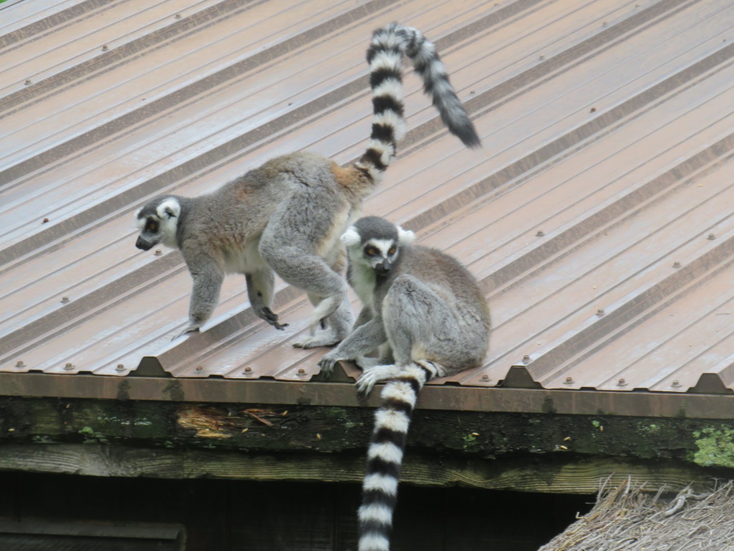 Ring-tailed lemurs